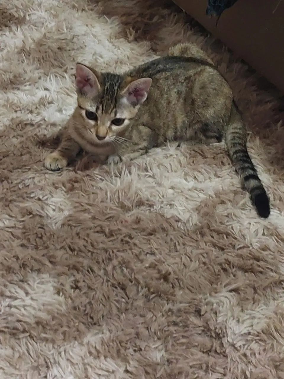 Gatinha super dócil para adoção - Foto 4