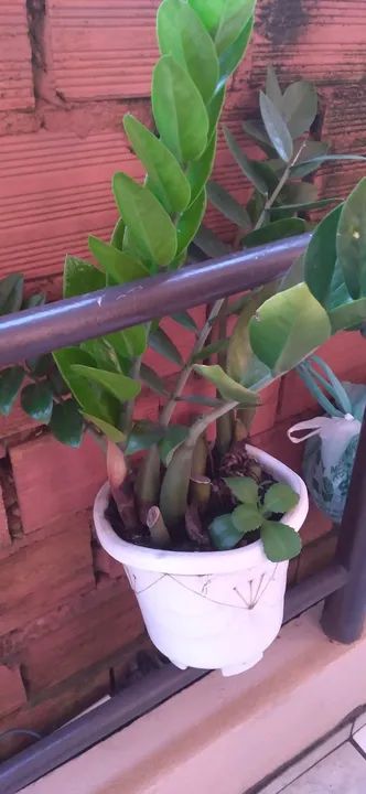 Planta Zamiculca em vaso - Foto 4