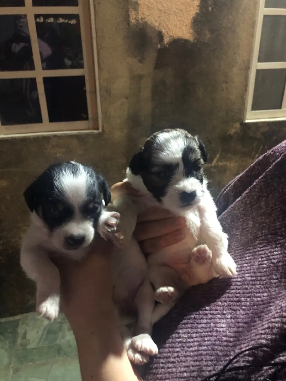 Shih tzu filhote de porte pequeno, lindos e saudáveis!