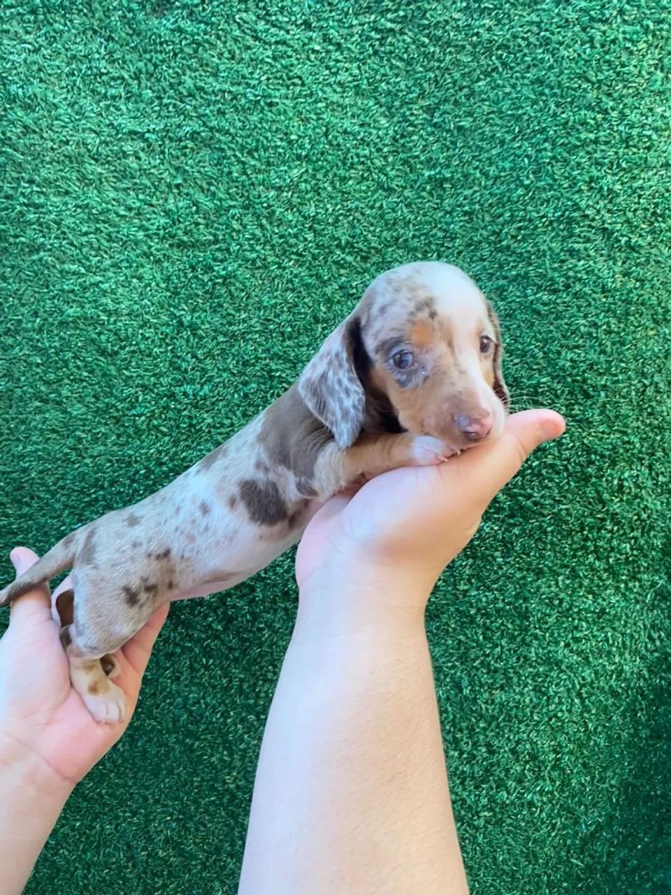 Cofap Daschund Teckel fêmea disponível  - Foto 4