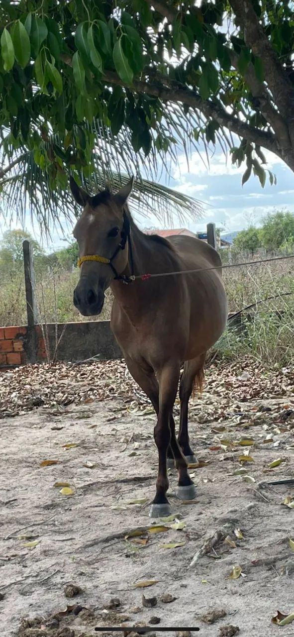 Vendo Potra de segunda muda, prenha de animal bacheiro - Foto 4