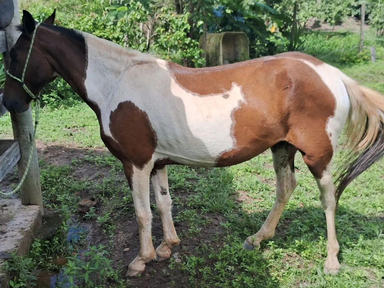 Potro Paint Horse - 6 ano - Foto 6