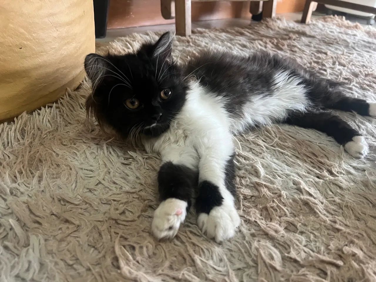 Gato persa 