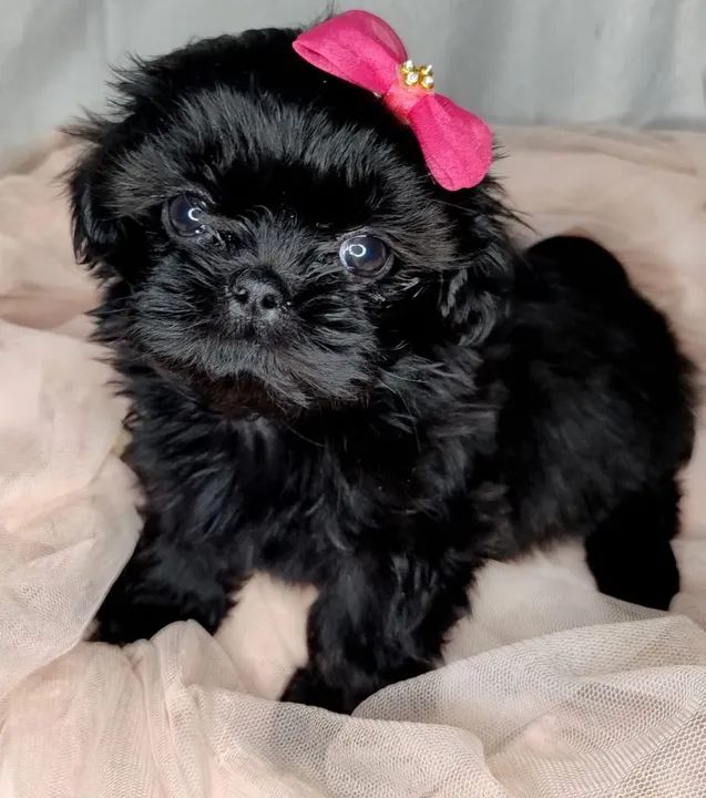 Shih Tzu Fêmea  - Foto 2