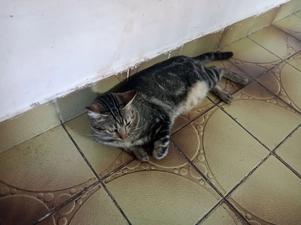 Gatos para doação dois pequeno e um grande - Foto 5