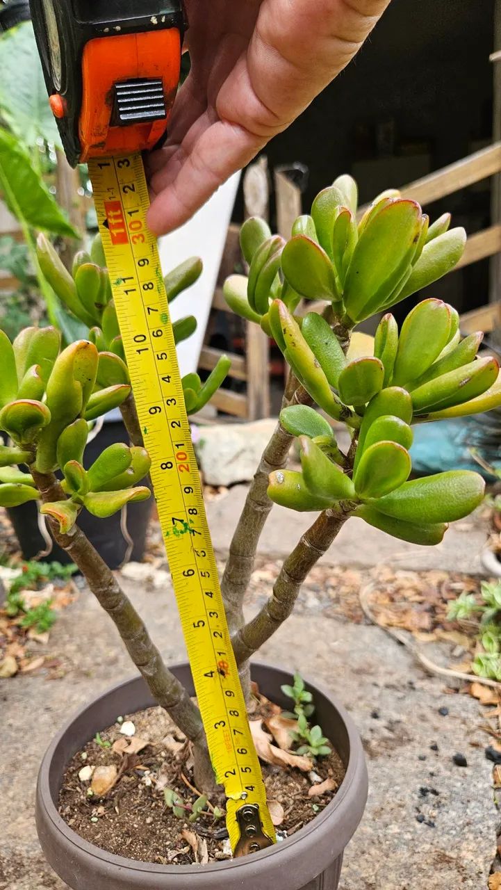 Suculentas raras - Foto 4