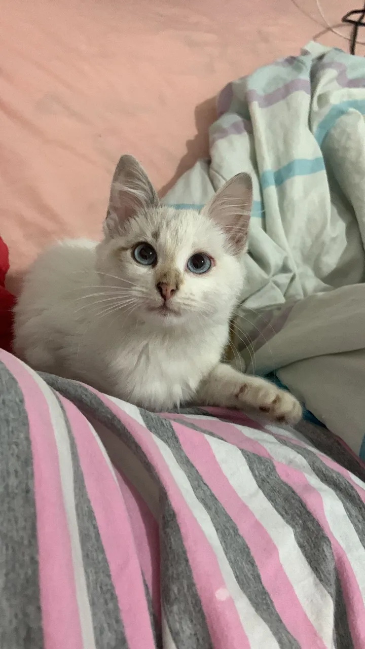 Linda gatinha filhote cinza peluda