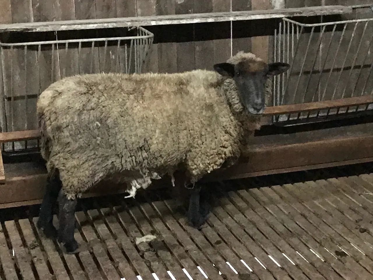 Carneiro - Produtividade e Qualidade