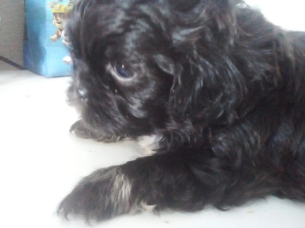  Shih tzu Femea - Foto 2