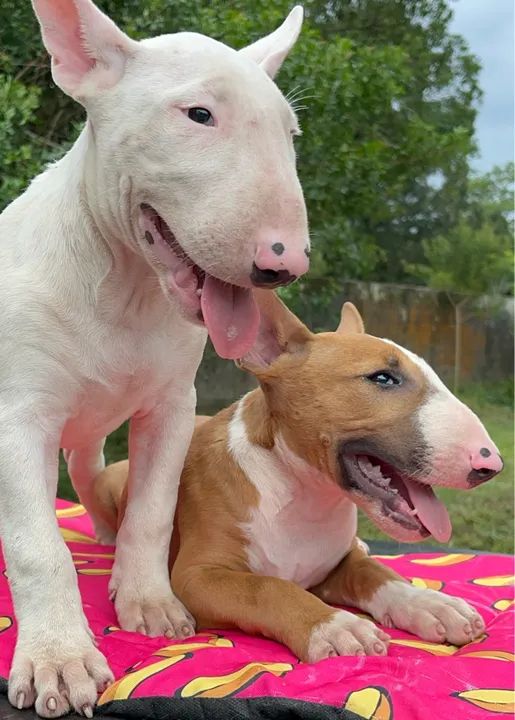 Bull Terriers Disponíveis - Saúde, Qualidade e Muita Personalidade! - Foto 5