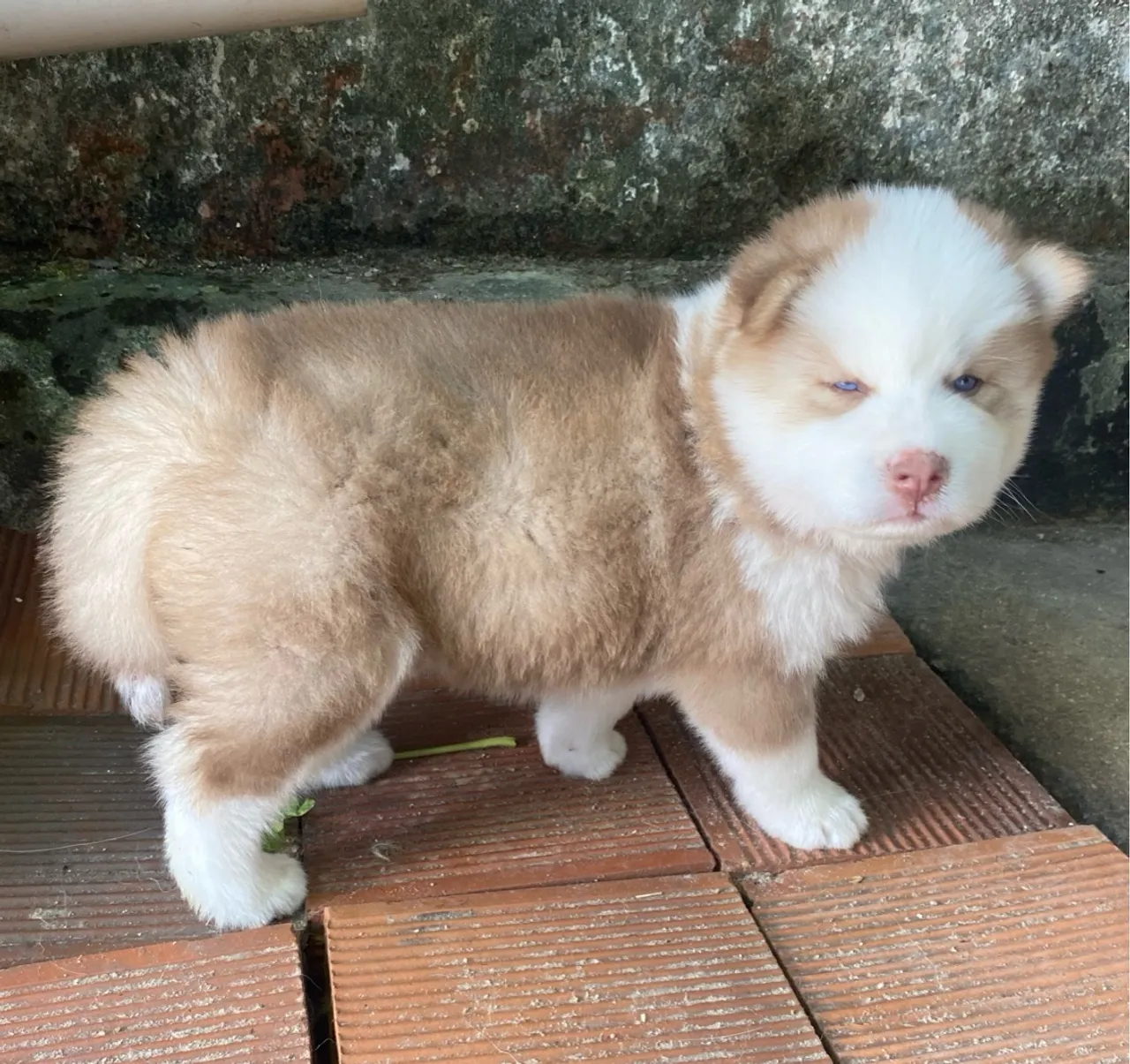 Filhote Super Peludo Husky Siberiano Macho Venda