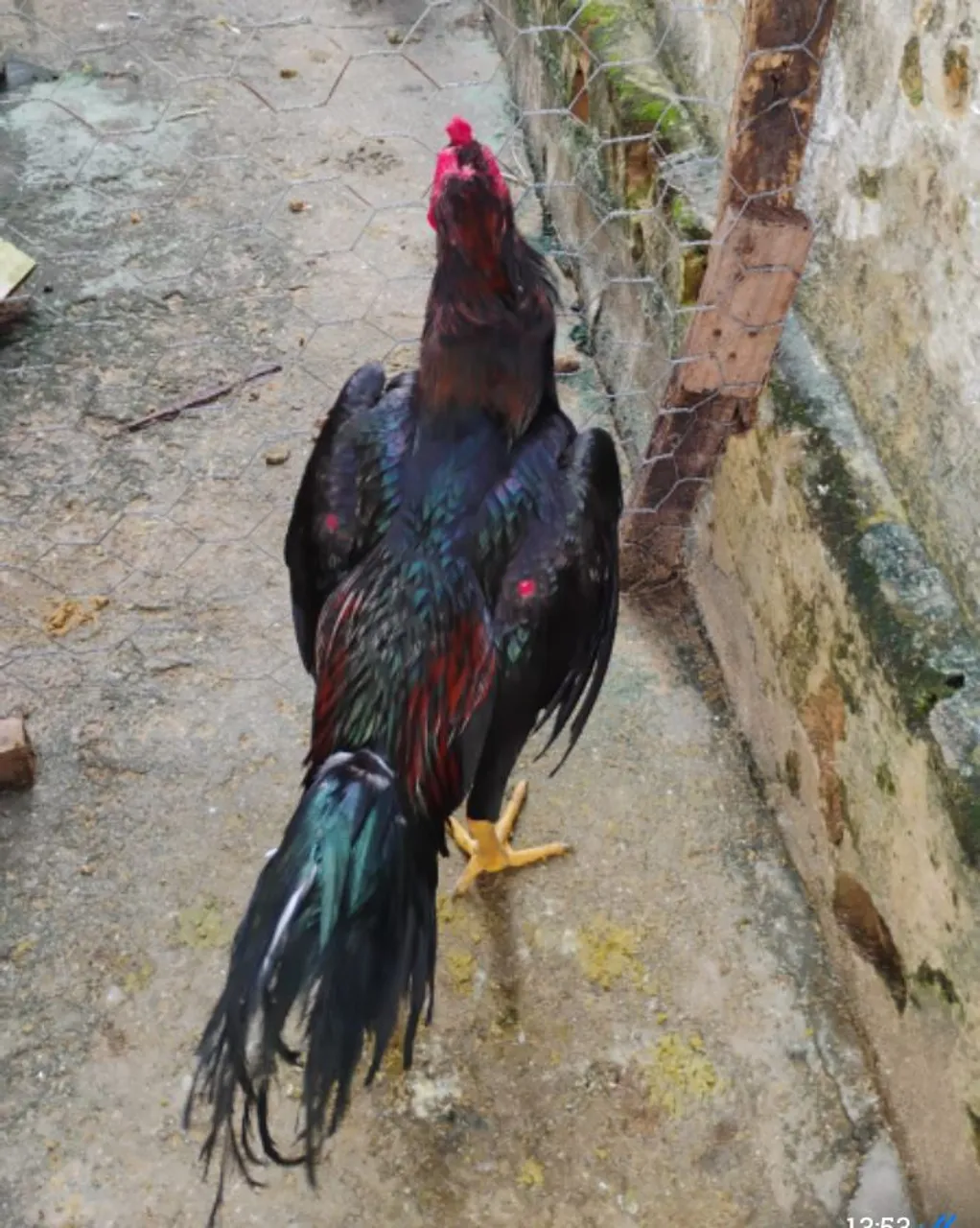 Galo ornamental de raça