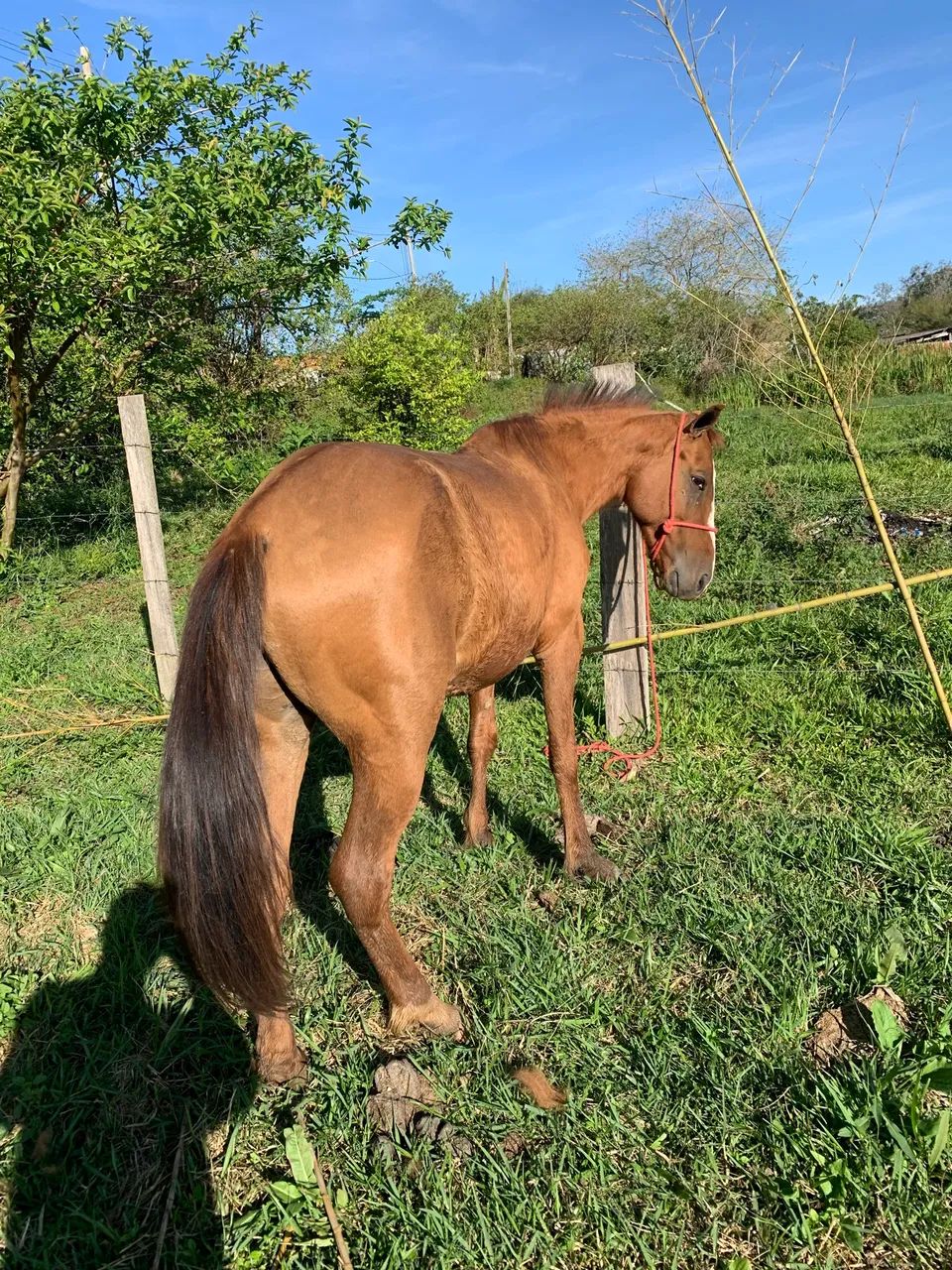 Cavalo novo macio