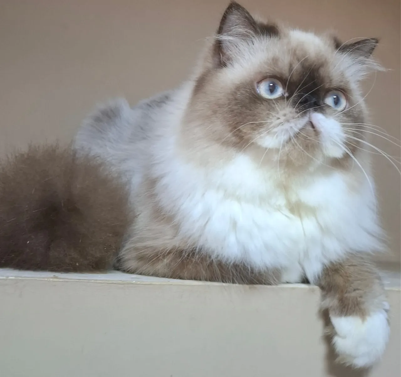 Gatinho Persa Seal Point macho