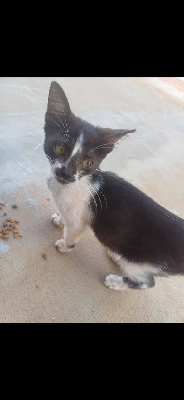 Gatinho adorável para adoção