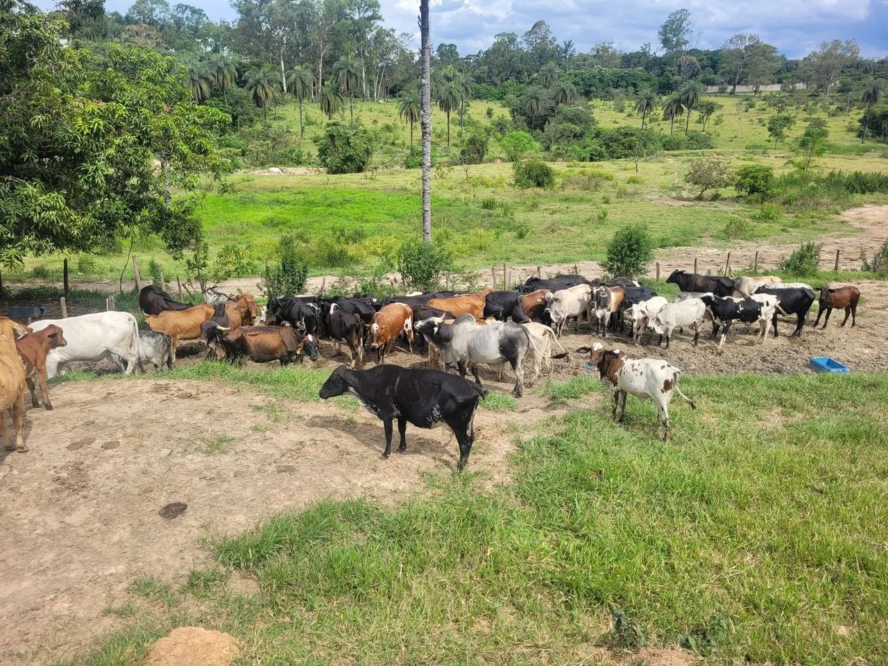 Vacas e novilhas  - Foto 4