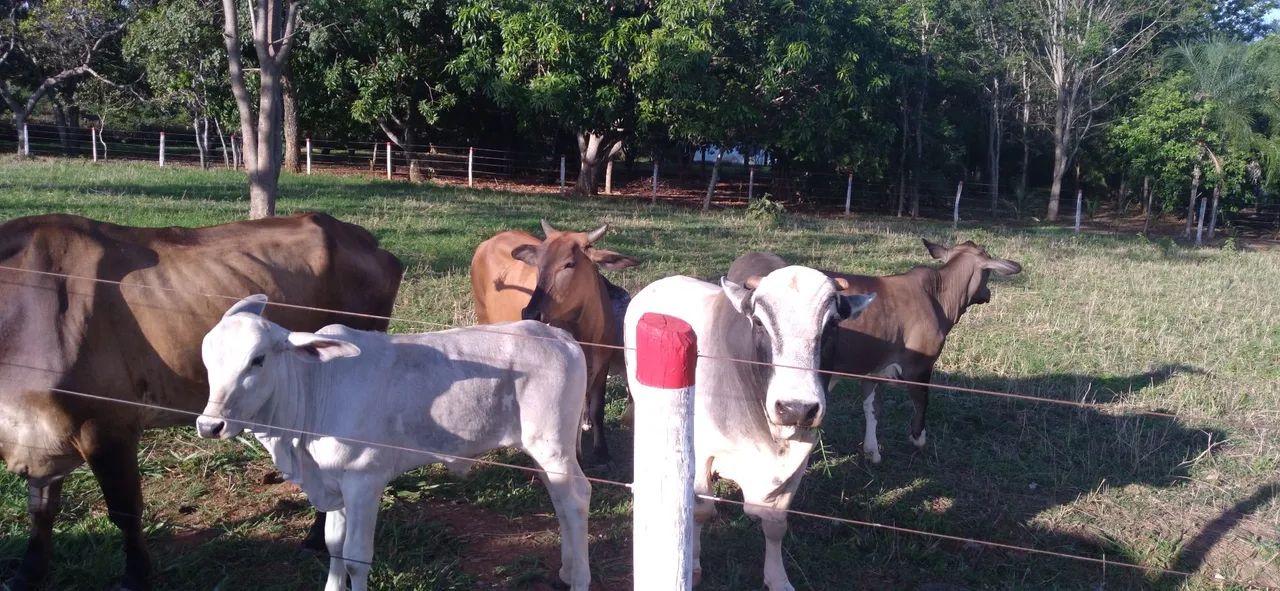 Mini vacas e Mini Boi  está em Goiânia  - Foto 3