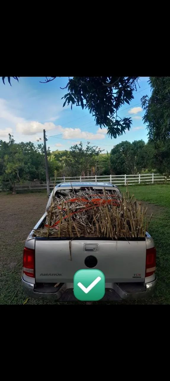 VENDO GEMAS DO BRS CAPIAÇU E KURUMI CAPIM ELEFANTE DA EMBRAPA  - Foto 2