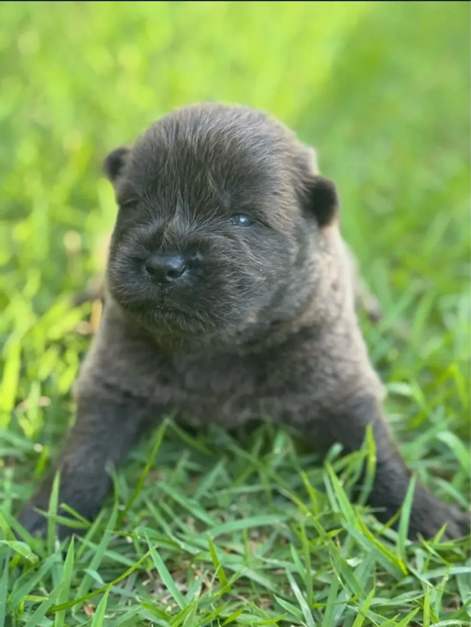 Filhote de Chow-Chow para