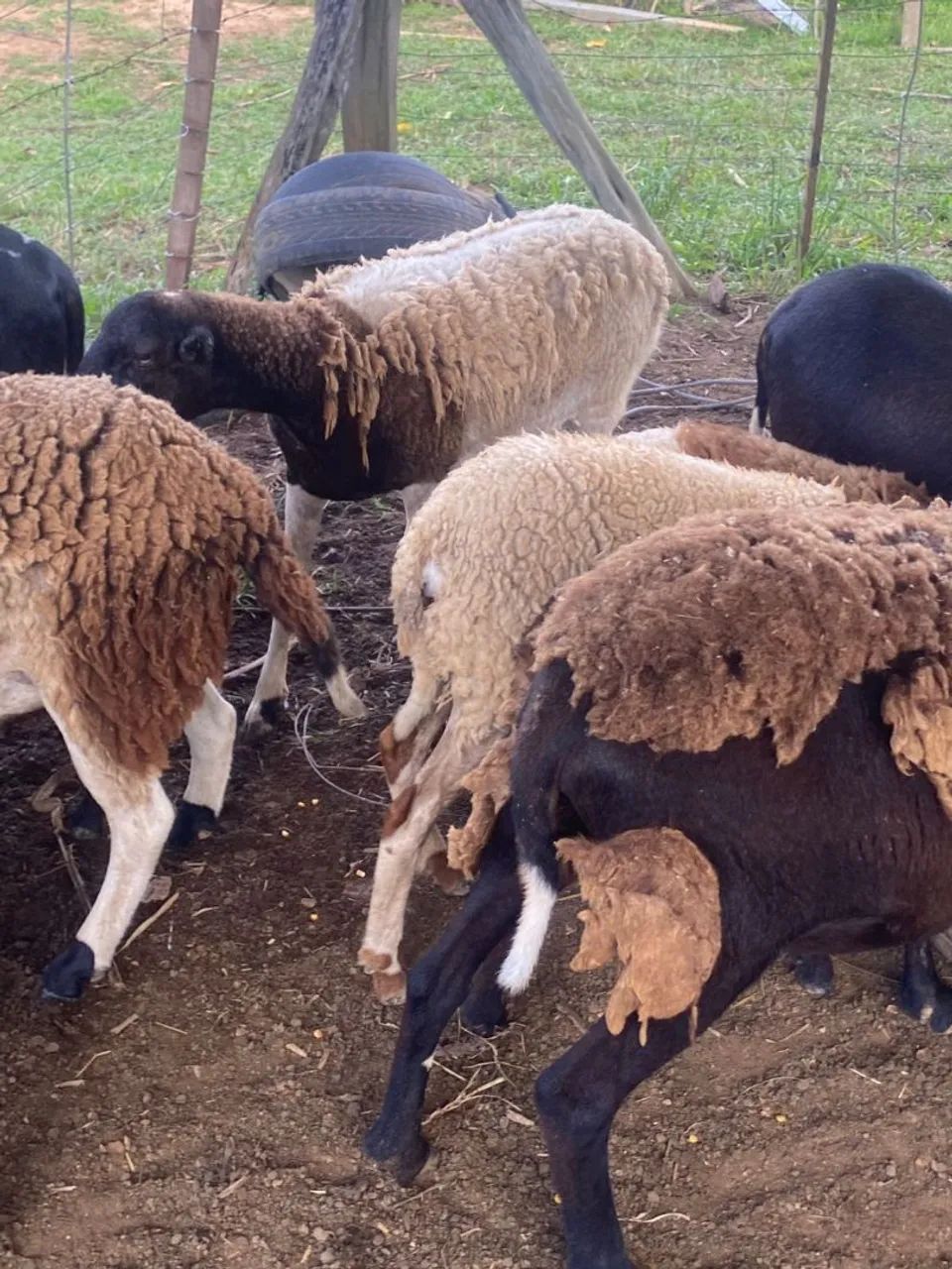 Vende-se carneiro  - Foto 2