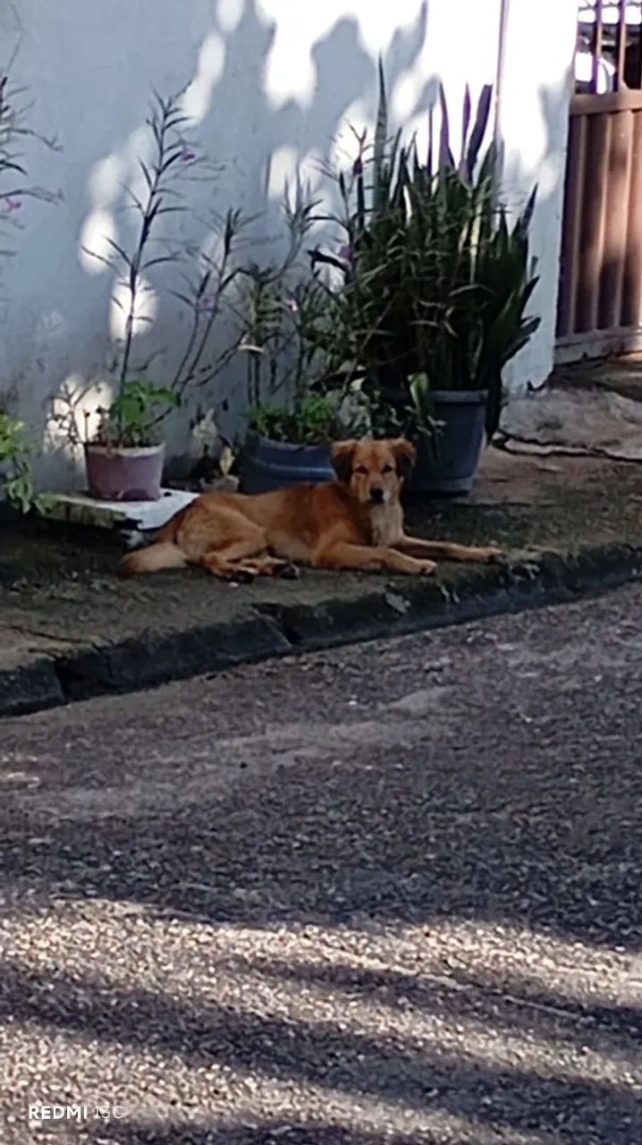 Cão de porte médio para adoção