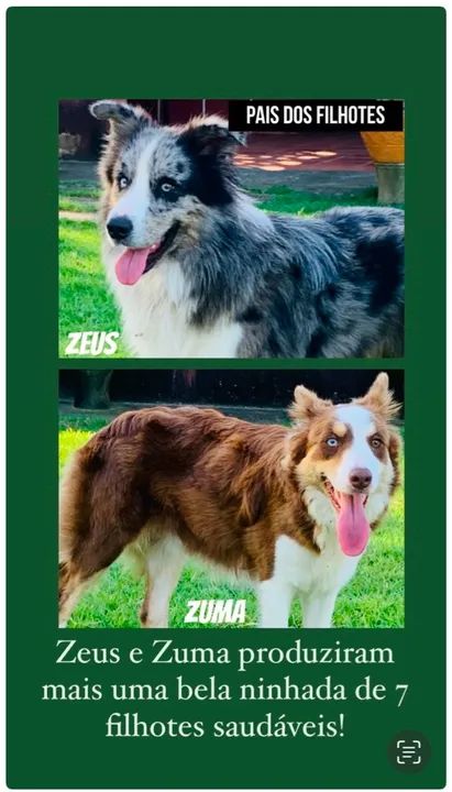 Filhotes de Border Collie - Canil NJ Ceara - Foto 4