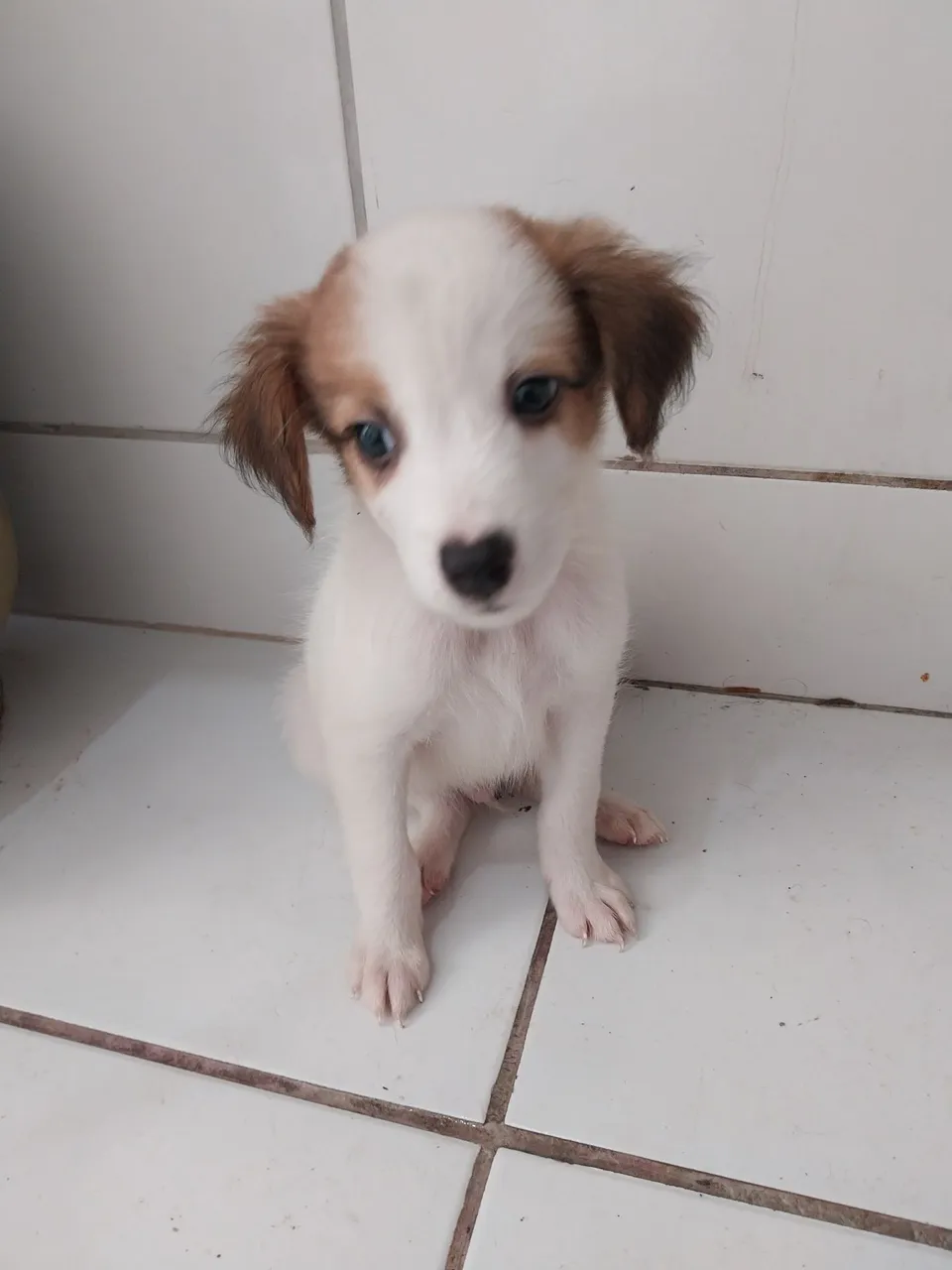 Filhote de cachorro fofo e brincalhão
