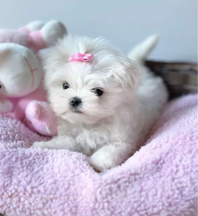 Fêmea de maltês . Com pedigree