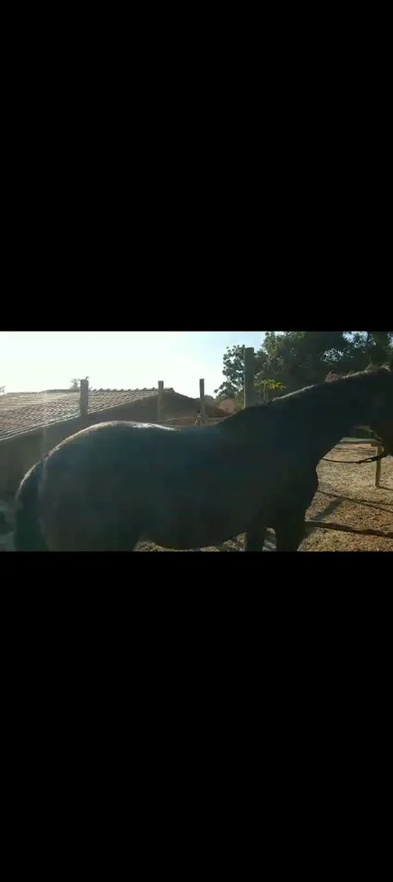 Cavalo para venda