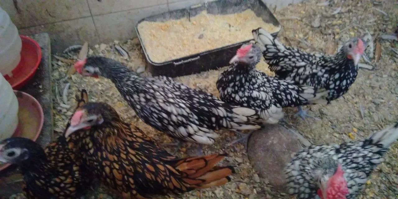 Franguinhos de Sebrith prata e dourado 