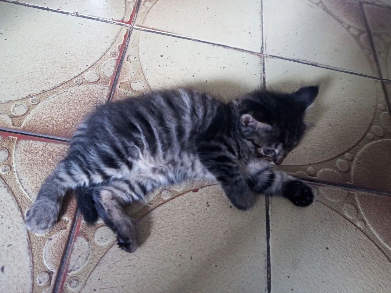 Gatos para doação dois pequeno e um grande - Foto 3