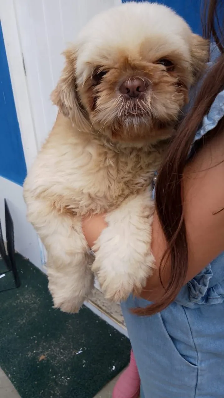 Shih Tzu adulta FÊMEA