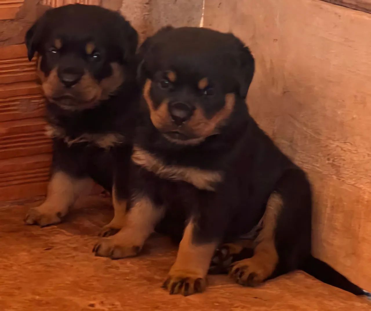 Filhote Rottweiler - Foto 3