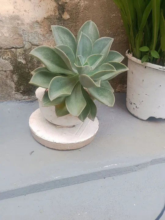 Planta suculenta Echeveria em vaso