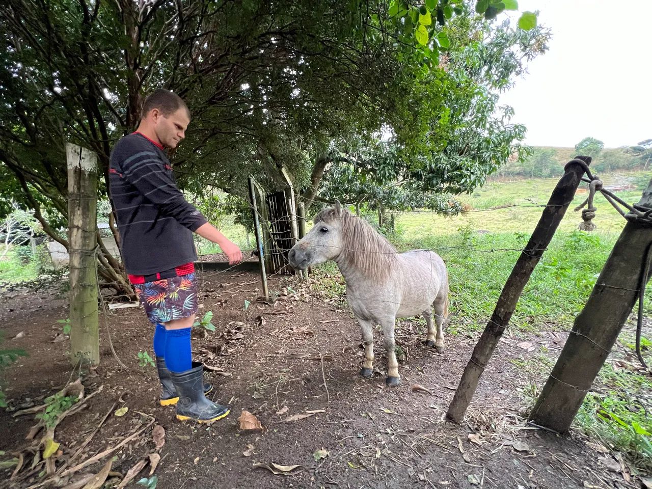 Oportunidade! Pônei à Venda - 4 Anos (com Cela)
