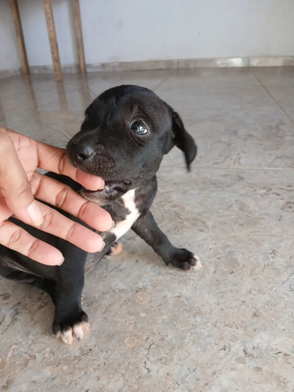 Filhote fêmea para doação em Castanhal