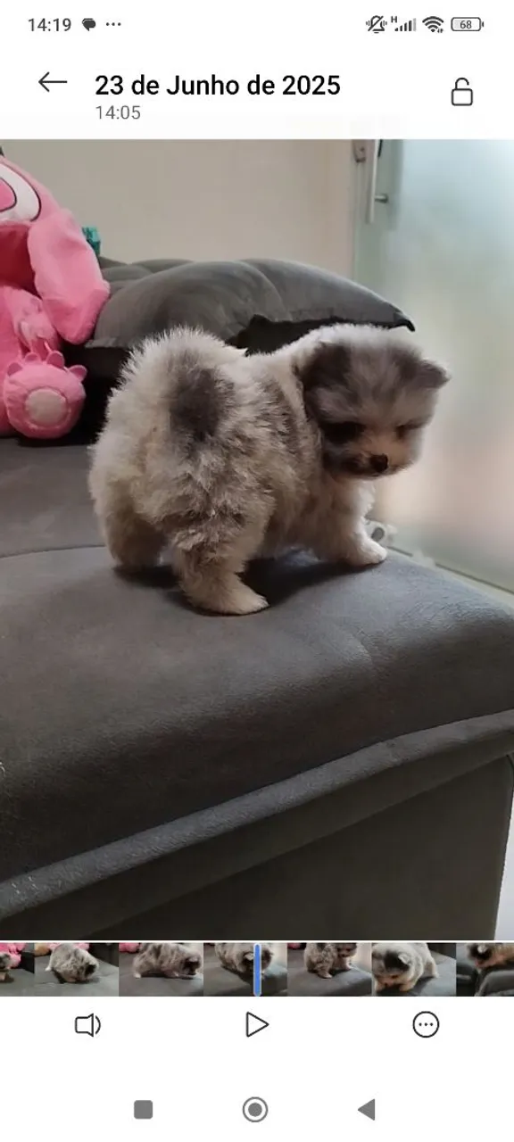 Spitz Lulu da Pomerânia 