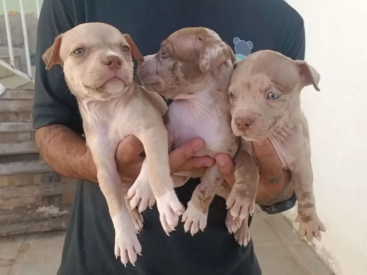 Três filhotes de Pitbull - Foto 3