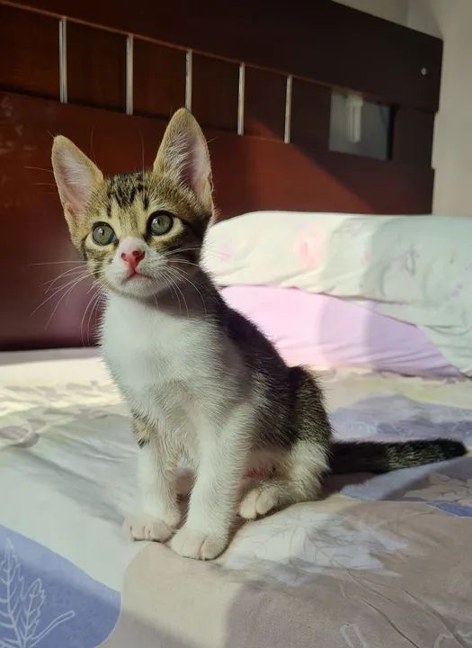 Mãezinha e filhotinhas fêmeas  - Foto 6