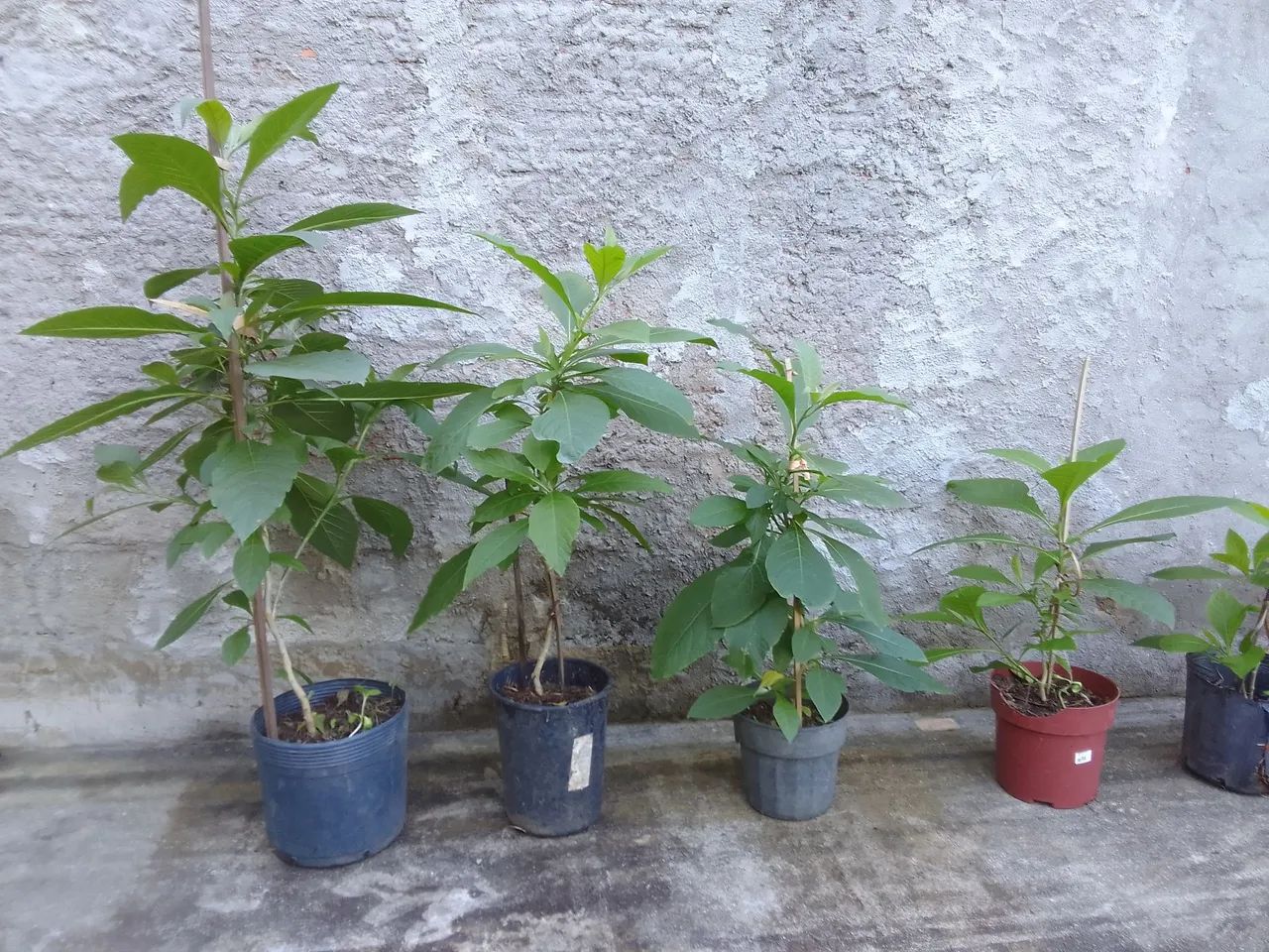 Mudas de Fruto da Sábia  - Foto 4