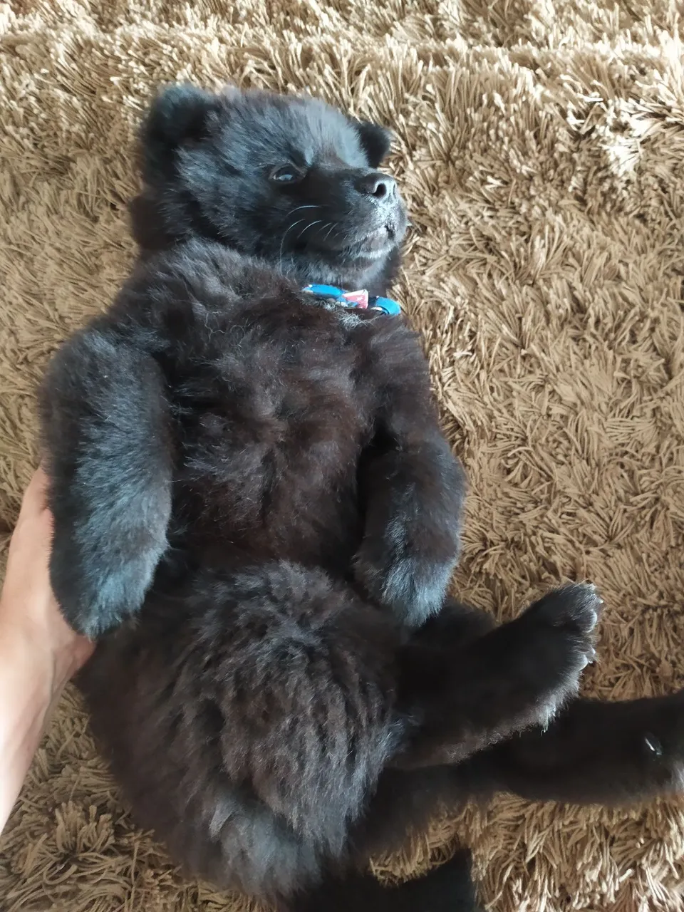 Chow Chow