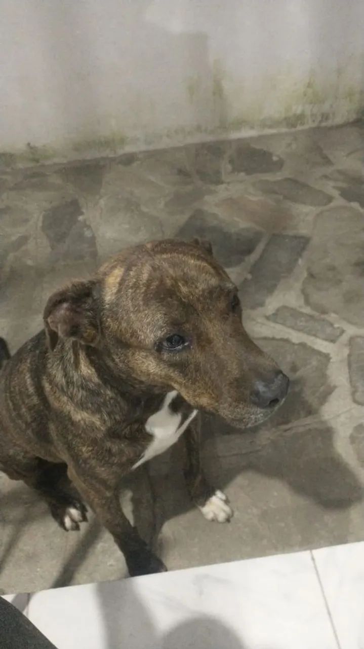 Pitbull Relaxando - Foto 5