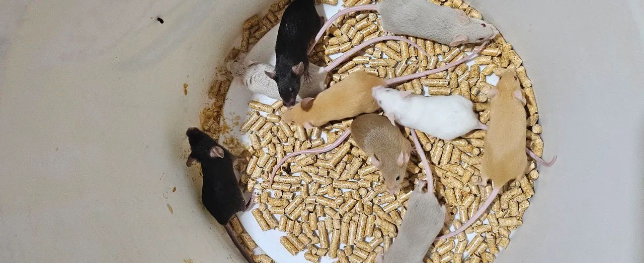 Lindos filhotes de camundongos para venda!