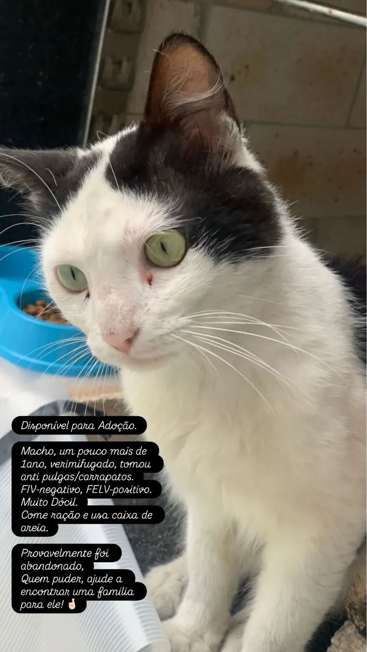 Gato disponivel para adoção - Foto 2