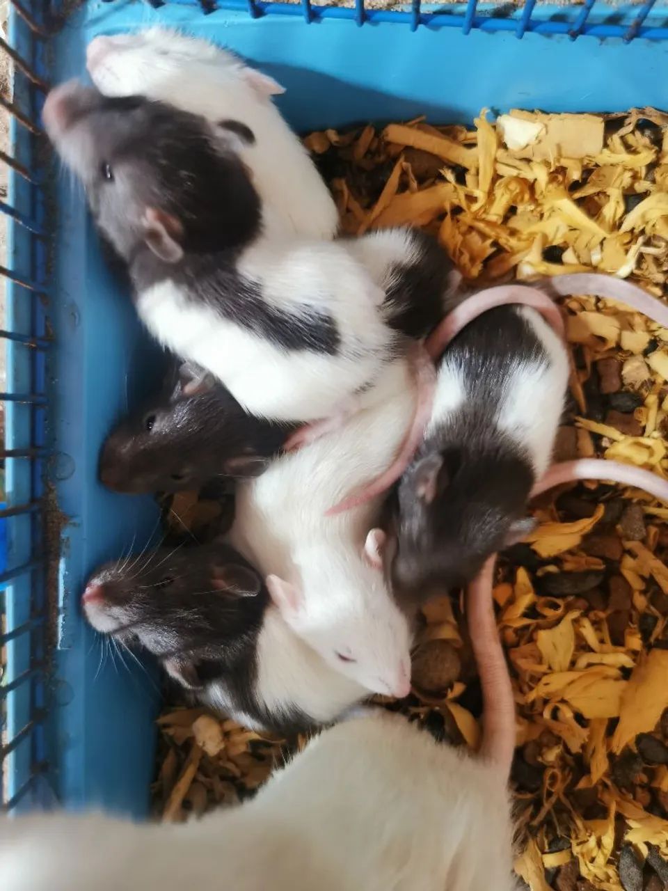 Filhotes de ratos twister dumbo