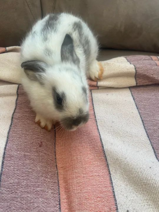 DOAÇÃO: Coelhinhos fofinhos para adoção! - Foto 4