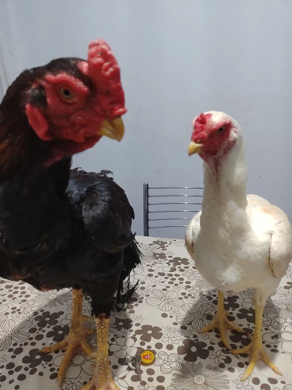 Índio bico curto crista ferrão 
