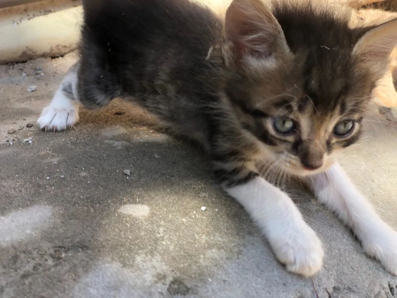 Gatos pra doação  - Foto 5