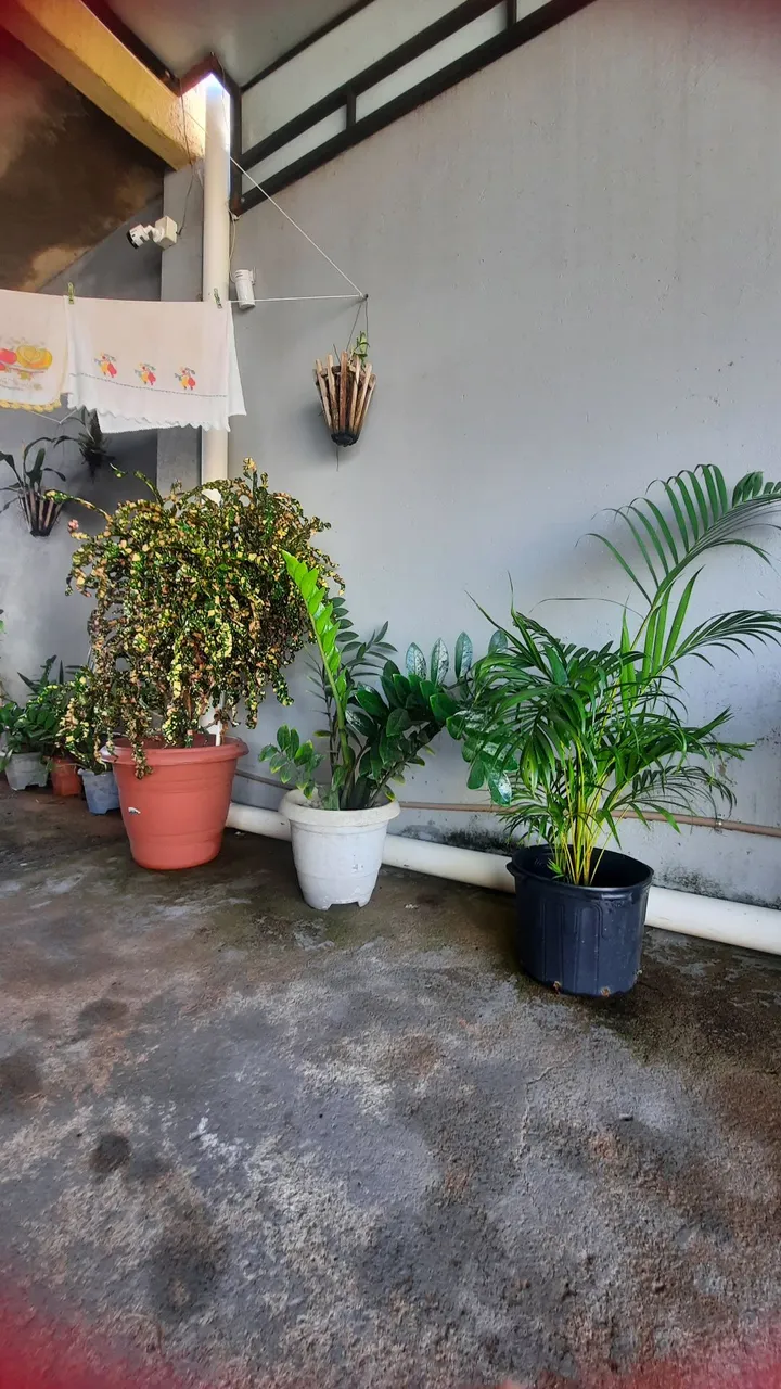 Vendemos lindas plantas