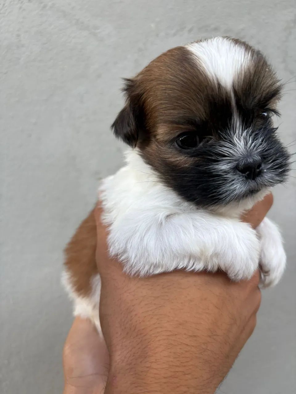 Vendo filhote de ShihTzu macho puro, com 30 dias! - Foto 2